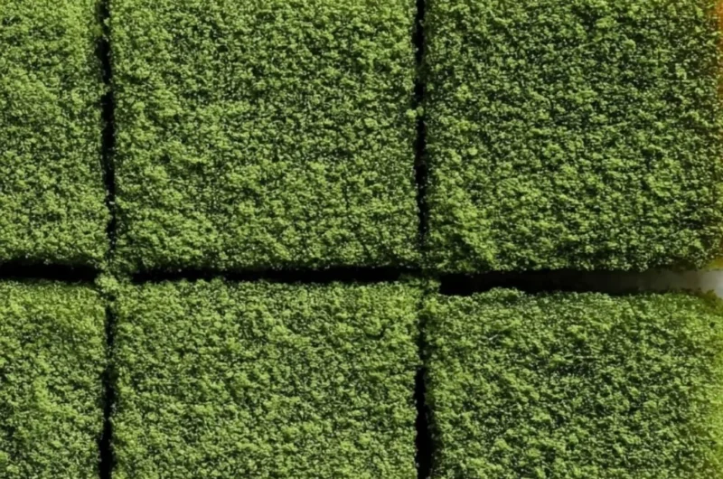 Delicious matcha mochi brownies with a chewy texture and vibrant green color.